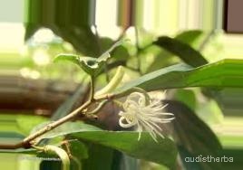 augmented_Alangium lamarckii flower9_0_3894.jpeg